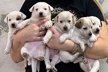 собака цена: Cek rassel teryer, 1 ay, Ünvandan götürmə — 5