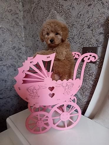 Pudel, 2 ay, Dişi — 6