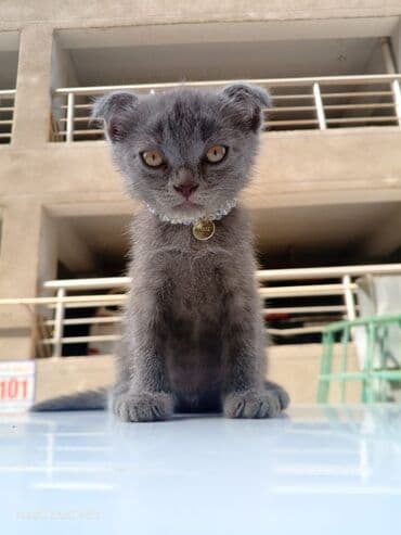 вислоухие коты серые: Шотландская, Самец — 4