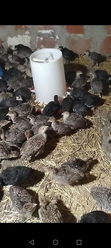 quş damı: Dişi, Kanada, Ətlik, Ödənişli çatdırılma — 2