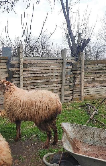 Akvariumlar: Şişək satılır bala verməyib — 7