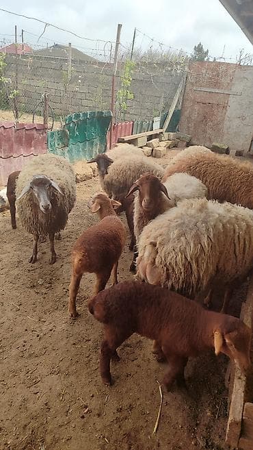 heyvan satisi: 7 Baş heyvandi. 4 ədəd yanibala ( 2erkek 2 dişi balalar) Bir Erkek qoç — 8