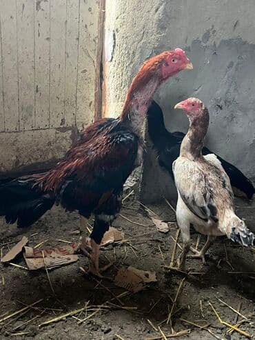 Temiz qan sosyet fərələrinin yumurtalari satilir ve barterde edilir