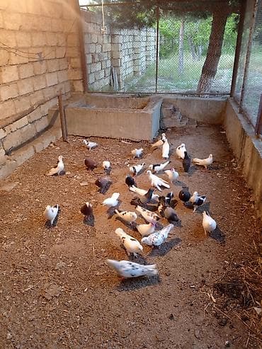ucuz itlerin satisi: Hamsın tergidirem 30 35 quşdu damda xırda bala da var yuxurta da var — 5
