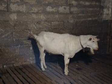 sort keciler: Erkek təkə yaş yarımlıq.1 il 5 ay sanen sortu qiyməti 500 Azn 2 dənə — 1