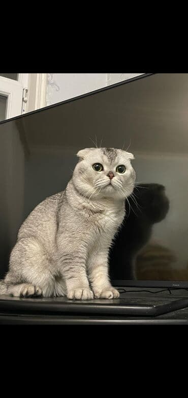 Şinşilla, Erkək, Cütləşmə üçün