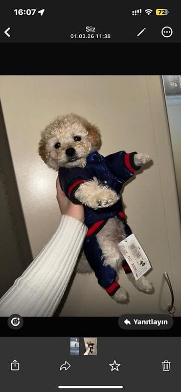 cats az: Pudel, 2 ay, Erkek — 2