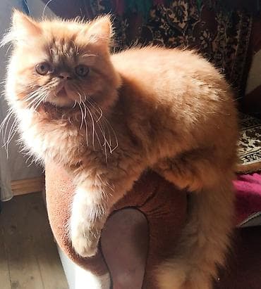 Fars lalafo.az -da Fars