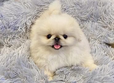 Pekines, 2 ay, Ünvandan götürmə lalafo.az -da Pekines, 2 ay, Ünvandan götürmə