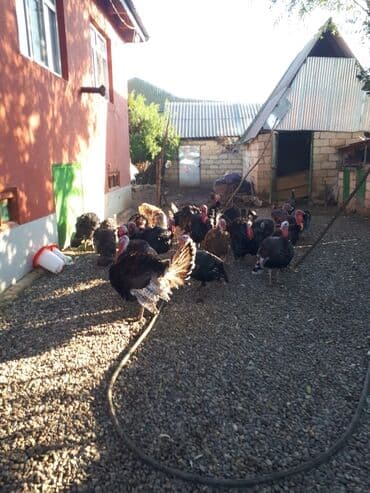 erkek dana satilir: Erkək, Amerika, Ətlik, Ünvandan götürmə — 3