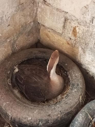 bala qazlar: Dişi, | Linda, Damazlıq, Ünvandan götürmə — 5