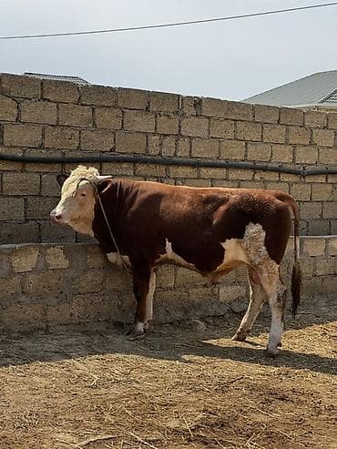 etlik iney: İki baş təmiz qan erkək simmental dana satılır. Böyüyünün 1 yaşı var — 6