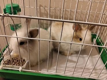 Eşşəklər: Ev dovşanları – 2 ədəd miniatür, tüklü qulaqcıqlar - Rənglər: biri tam — 1