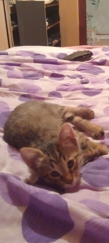 pişik balasi: Britan, Dişi, Yaxşı əllərə, Ünvandan götürmə — 6