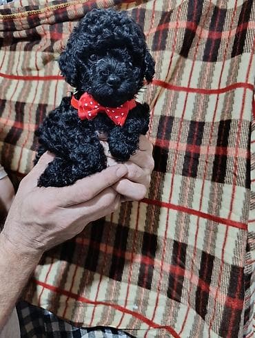 alabaý itleri: Pudel — 2