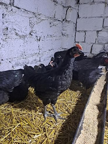 tap.az danalar: Avstralorp xoruzları satılır. 60 günlük, aktiv və sağlam quşlardır — 2