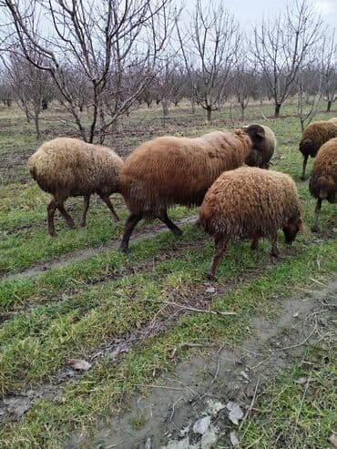 cins ineklerin satisi 2019: Damazlıq qoç yaş yarımlıq ünvan Quba — 3
