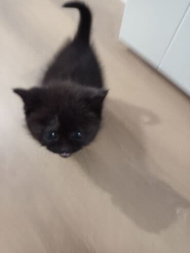 Britan, Dişi, Ödənişli çatdırılma — 1