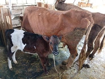 ag xaski: Salam aleykum 3 bash inəy yanlarında dishi balaları .qırmızı inəyin — 5