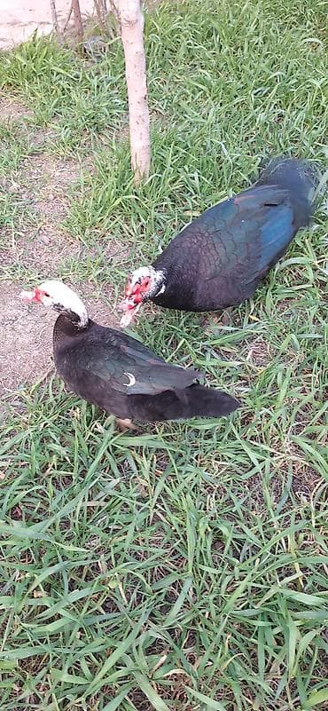 kuban ördək: 8 aylıq Lal ördekler .bir fere bir xoruz çütü 65 manat .xoruz aktiv — 9