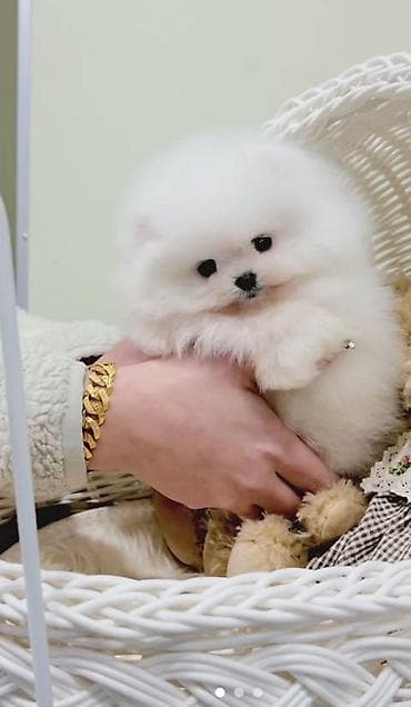 bala pişik: Şpitz, 2 ay, Dişi, Sənədli, Ünvandan götürmə — 1