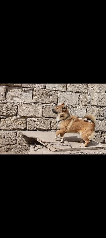 itlə: Peyvəndli — 3