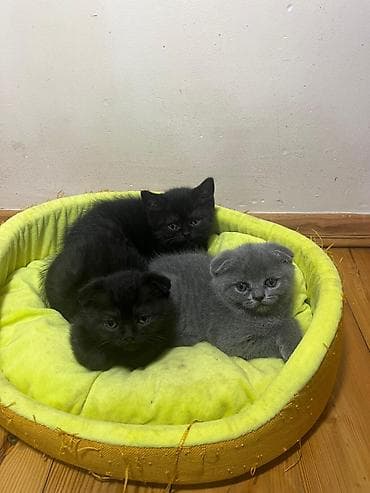 balaca pisik: Şotland yastı qulaq — 6