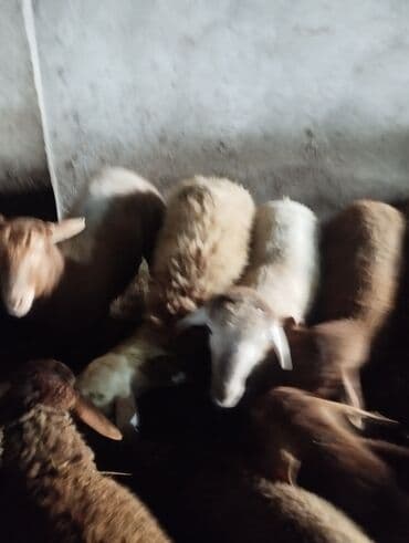 xacmazda satilan inekler: Qoyun sürüsü satılır. - Növlər: müxtəlif rəngli yerli ətlik qoyunlar — 1