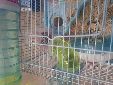 hamster satış: Hamster ailəsi yuva ile birge satilir.umumilikde 6 sı kicik olmaqla 12 — 4