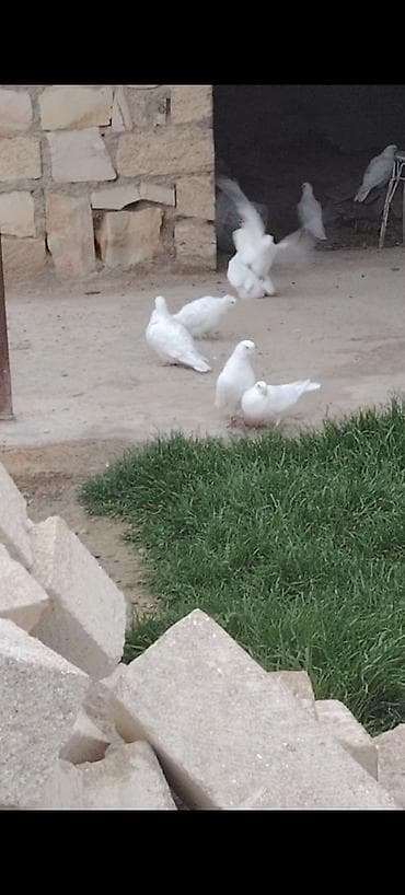 dekarativ quslar: Salam aleykum 30 dene təmiz ağlar 12 tük 1 nəsil tərgizmə kom 300 — 6