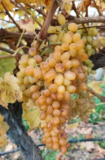 Чай, кофе, напитки: Məhsul: Qırmızı/çəhrayı süfrə üzümü (salxım) - Böyük, sıx salxımlar; — 7