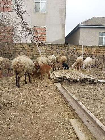 maral sekli: 400 manatda 750 manata kimi var — 8