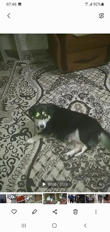 cau cau iti: Zvonok, 3 ay, Peyvəndli — 3