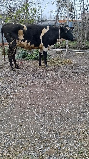 mal qoyun: Dişi, Simental, il: 5, Südlük, Ünvandan götürmə — 5