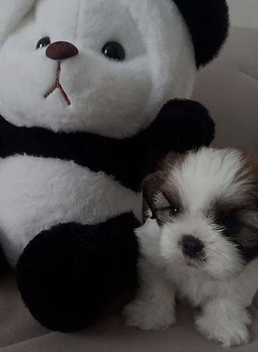 şirin it sekilleri: Shi-tsu — 2