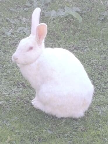 cins inekler: Salam.dovşanların qıymeti 13azn qöyerçınlerın biri 7azn. Barter var — 2