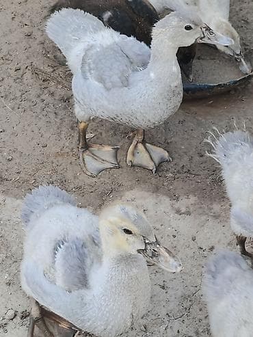 bala xaski: Salam temiz qan Lavanda ballari 1 ay 15 gunlukdurler 10 edetdi — 7