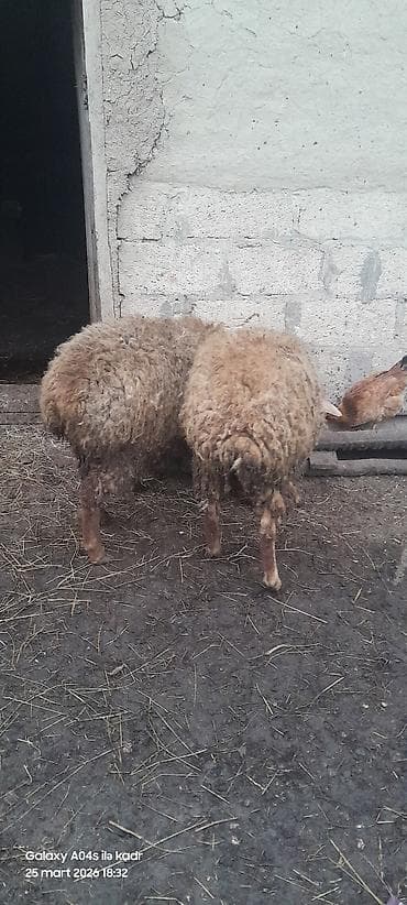 mal bazarı: 2 dişi toğlu

- Şəkillərdə qrup halında — 1