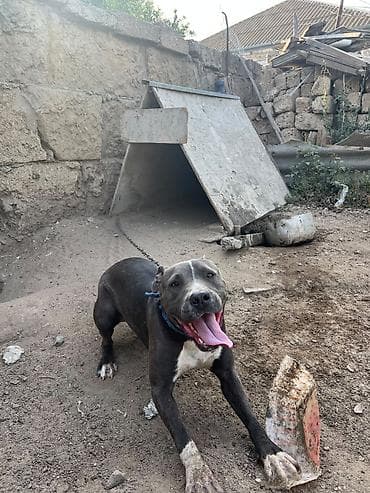 heyvan it: Pitbul — 10
