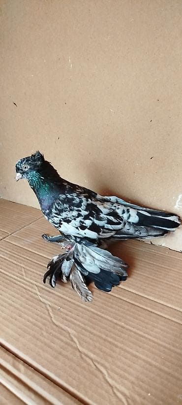 rengli quslar: Hazır cüt iri lələylilər satılır əbrəş Erkəydi qara mayadı hər ikisidə — 4