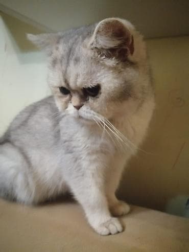 xacmaz heyvan bazari: Ekzot, Erkək, Yaxşı əllərə, Ünvandan götürmə, Pulsuz çatdırılma — 3