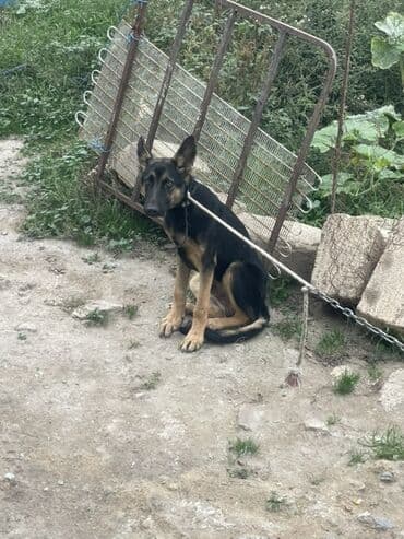 Alman çoban iti, 5 ay, Erkek, Peyvəndli, Ünvandan götürmə