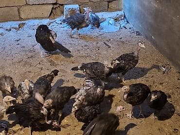 hinduşka quba: Amerkan Branzer Hinduşka sürüsü – damazlıq və ətlik 1 disi 1 erkek 20 — 6
