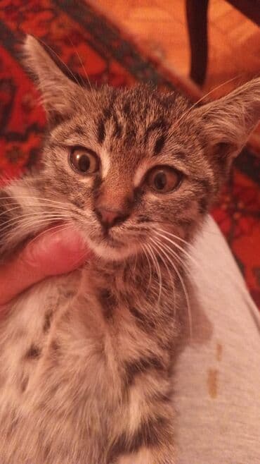 erkek pişik adları: Tabbi, Erkək, Yaxşı əllərə, Ünvandan götürmə — 9