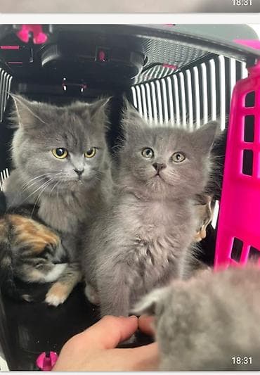 Птицы: Британская, Самец, Самка, В добрые руки, Платная доставка — 1