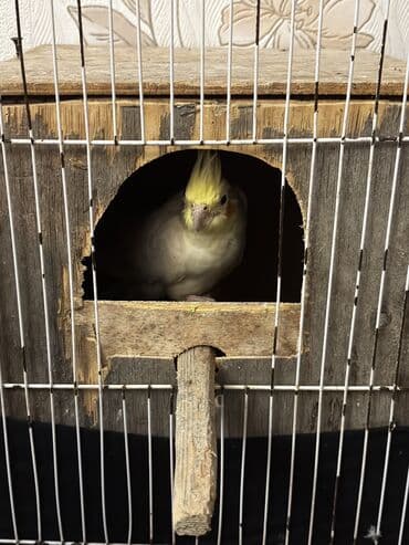 Boyunbağılar: Tutuquşları — 2