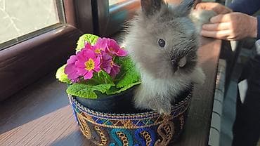 Inəklər, öküzlər: Ev heyvanı – dekorativ dovşan balaları Təsvir: - Sevimli dekorativ — 2