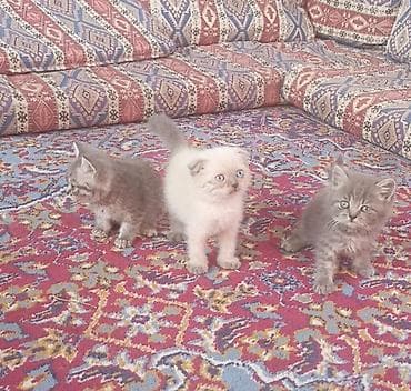ag pisikler: Şotland — 1