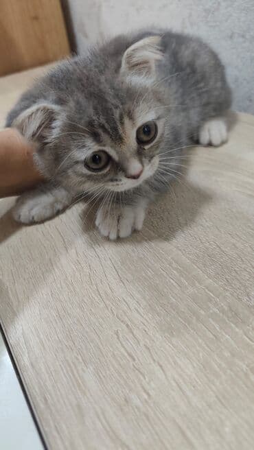 Şotland, Dişi, Yaxşı əllərə, Ünvandan götürmə lalafo.az -da Şotland, Dişi, Yaxşı əllərə, Ünvandan götürmə