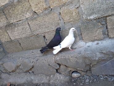 pavlin goyercin satisi: 2 bala 1 dənə zil qara 16 tük .qiymət 3 -nə — 3